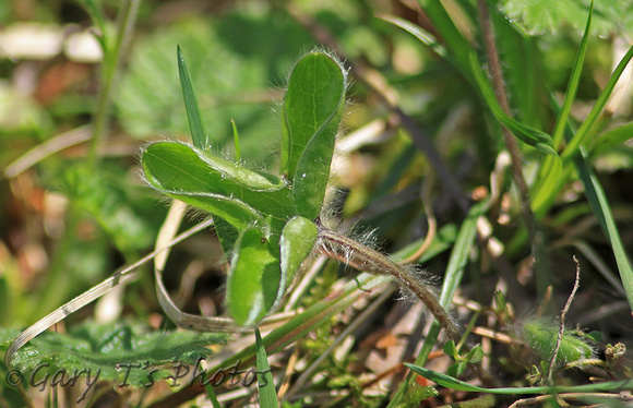 Hepatica (Hepatica nobilis)