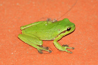 Stripeless Tree Frog