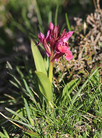 Elder Flower Orchid (Red Variant)