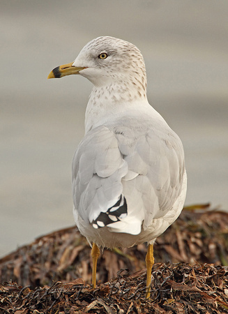 Ring-billed Gull (Winter)