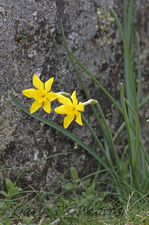 Rush-leaf Jonquil (Narcissus assoanus)