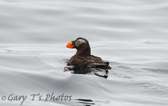 Tufted Puffin (Winter)