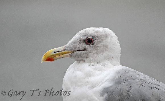 Glaucous-winged Gull (Winter)