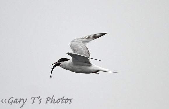 Common Tern (Summer)