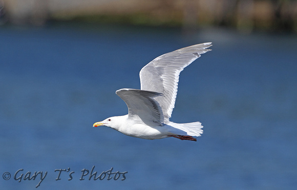 Glaucous-winged Gull (Summer)