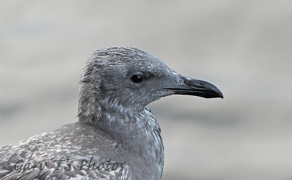 Glaucous-winged Gull (Juvenile)