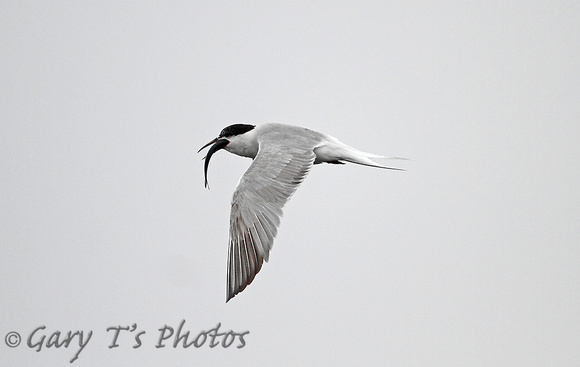 Common Tern (Summer)