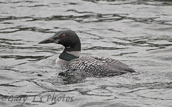 Great Northern Diver (Summer)