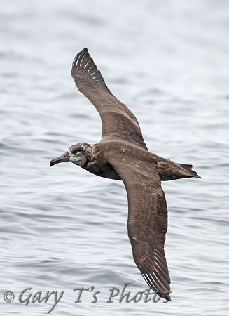 Black-footed Albatross (Adult)