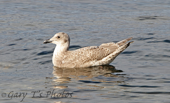 Glaucous-winged Gull (1st Winter)