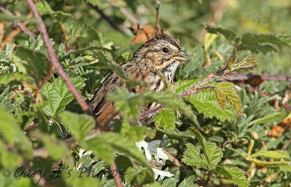 Song Sparrow (Juvenile)
