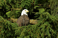 Birds of the USA & Canada (6th-21st September 2013)