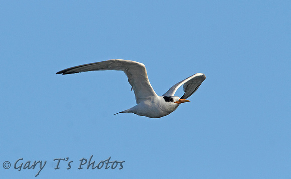 Elegant Tern (1st Winter)