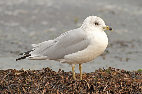 Ring-billed Gull (Winter)
