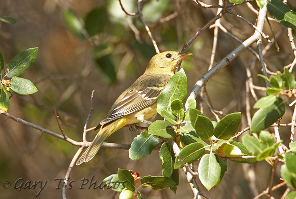 Western Tanager (1st Winter)