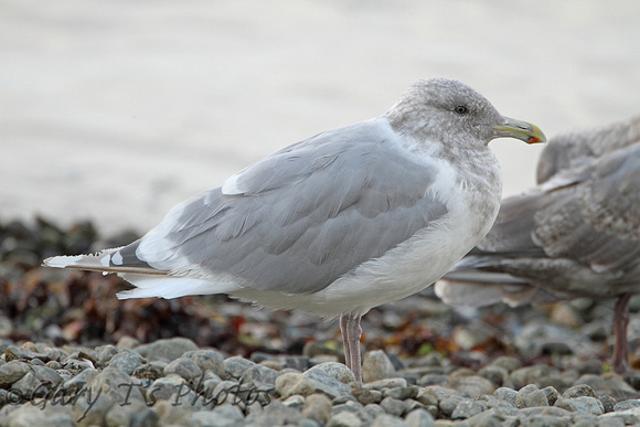 Glaucous-winged Gull (Winter)