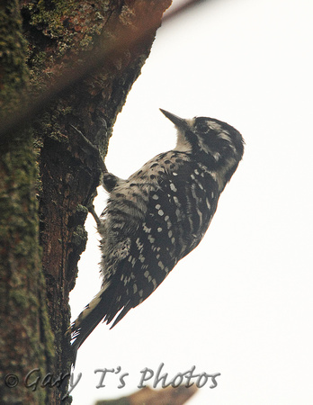 Nuttalls Woodpecker (Female)