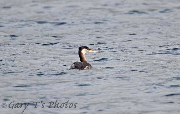 Red-necked Grebe (Summer)