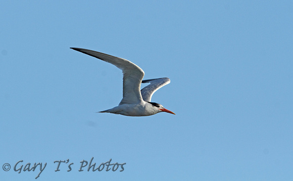 Elegant Tern (Winter)