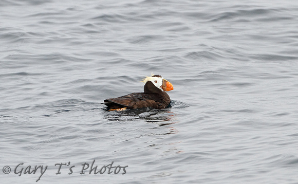 Tufted Puffin (Summer)