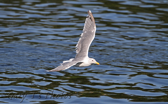 American Herring Gull (Summer)