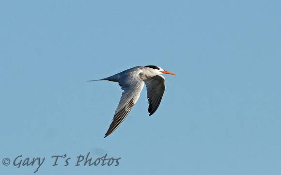 Elegant Tern (Winter)