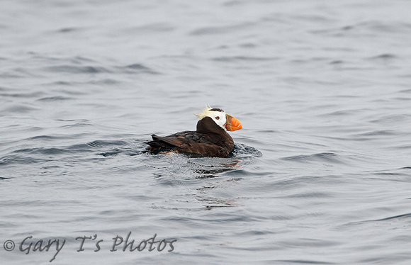 Tufted Puffin (Summer)