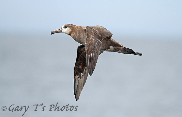 Black-footed Albatross (Adult)