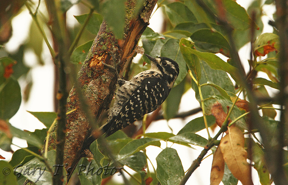 Nuttalls Woodpecker (Female)