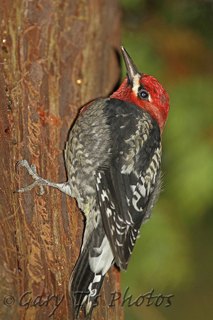 Red-breasted Sapsucker (Male)