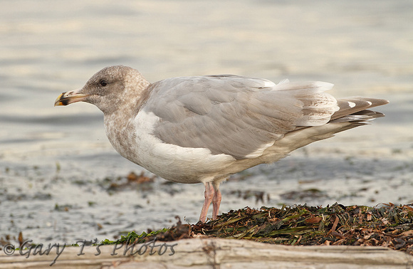 Glaucous-winged Gull (4th Winter)