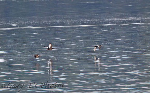 White-winged Scoter (Males)