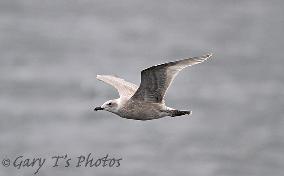 Glaucous-winged Gull (1st Winter)