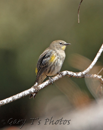 Audubons Warbler (Female)