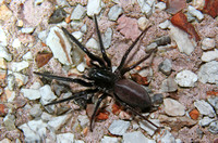 Tube Web Spider (Segestria florentina)