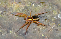 Raft Spider (Dolomites fimbriatus)