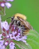 Common Carder Bumblebee  (Bombus pascuorum)