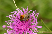 Common Carder Bee (Bombus (Thoracombus) pascuorum)