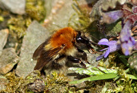 Common Carder Bee (Bombus (Thoracombus) pascuorum)