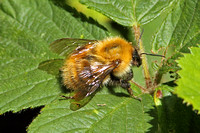 Bombus (Thoracombus) pascuorum (Common Carder Bee)