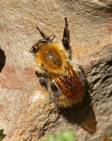 Common Carder Bumblebee (Bombus pascuorum)