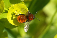 Tawny Mining Bee (Andrea fulva - Female)