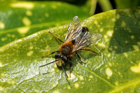 Andrena fulva (Tawny Mining Bee - Male)