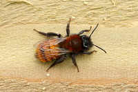 Andrena fulva (Tawny Mining Bee - Female)