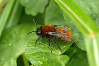 Tawny Mining Bee (Andrea fulva - Female)