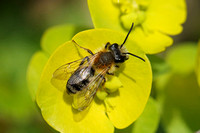 Andrena fulva (Tawny Mining Bee - Male)