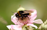Vestal Cuckoo Bee (Bombus (Psithyrus) vestalis)