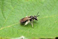 Andrena sp. (Mining Bee)