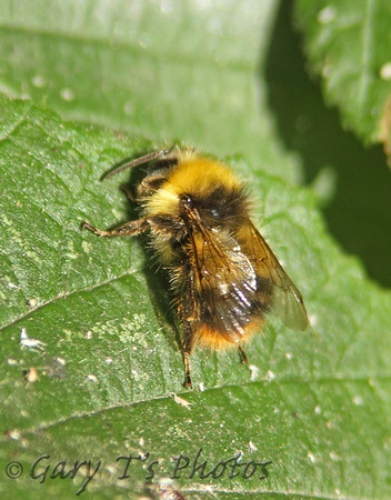 Early Bumblebee (Bombus (Pyrobombus) pratorum - Male)