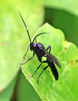 Spider Wasp (Auplopus carbonarius)